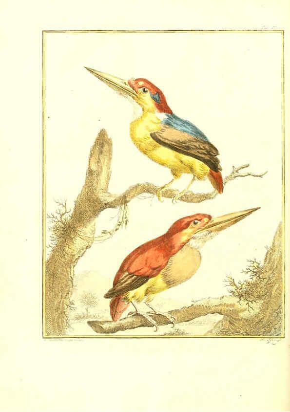 Reproducción/Reproduction 6056168379: Natuurkundige beschryving eener uitmuntende verzameling van zeldsaame gedierten Te Amsterdam :By J.B. Elwe,1804