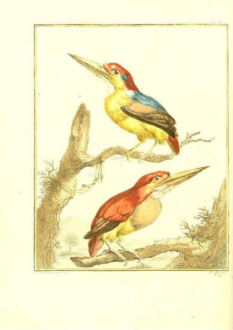 Reproducción/Reproduction 6056168379: Natuurkundige beschryving eener uitmuntende verzameling van zeldsaame gedierten Te Amsterdam :By J.B. Elwe,1804