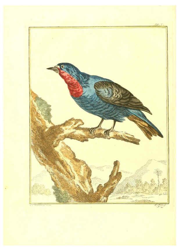Reproducción/Reproduction 6056168773: Natuurkundige beschryving eener uitmuntende verzameling van zeldsaame gedierten Te Amsterdam :By J.B. Elwe,1804