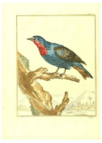Reproducción/Reproduction 6056168773: Natuurkundige beschryving eener uitmuntende verzameling van zeldsaame gedierten Te Amsterdam :By J.B. Elwe,1804