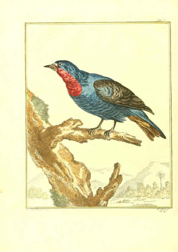 Reproducción/Reproduction 6056168773: Natuurkundige beschryving eener uitmuntende verzameling van zeldsaame gedierten Te Amsterdam :By J.B. Elwe,1804