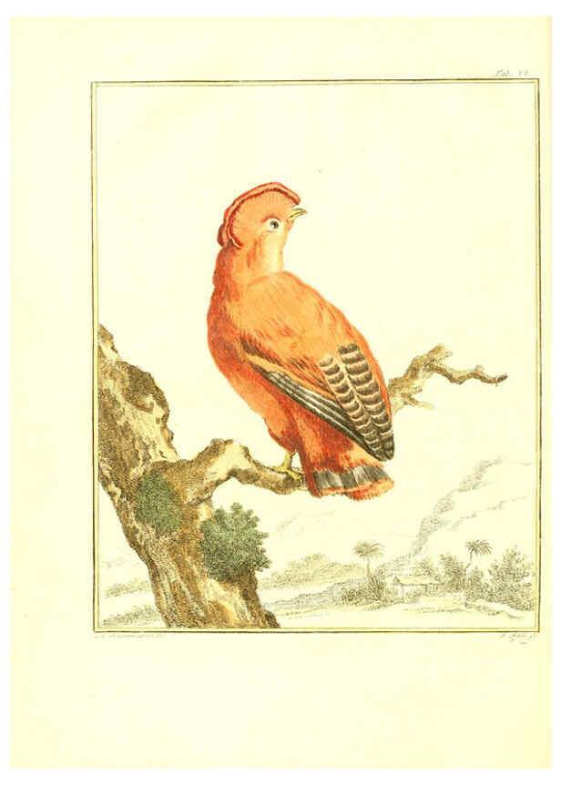 Reproducción/Reproduction 6056169111: Natuurkundige beschryving eener uitmuntende verzameling van zeldsaame gedierten Te Amsterdam :By J.B. Elwe,1804