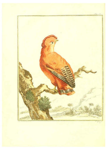 Reproducción/Reproduction 6056169111: Natuurkundige beschryving eener uitmuntende verzameling van zeldsaame gedierten Te Amsterdam :By J.B. Elwe,1804