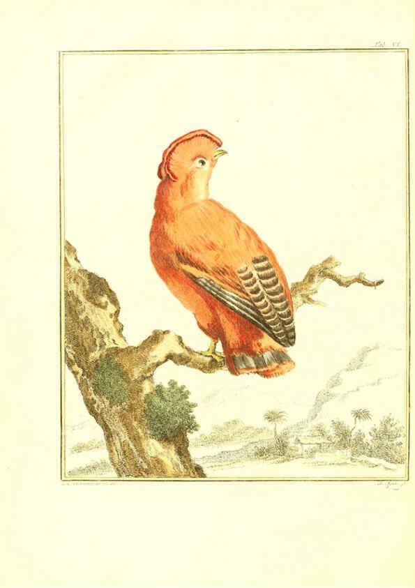 Reproducción/Reproduction 6056169111: Natuurkundige beschryving eener uitmuntende verzameling van zeldsaame gedierten Te Amsterdam :By J.B. Elwe,1804