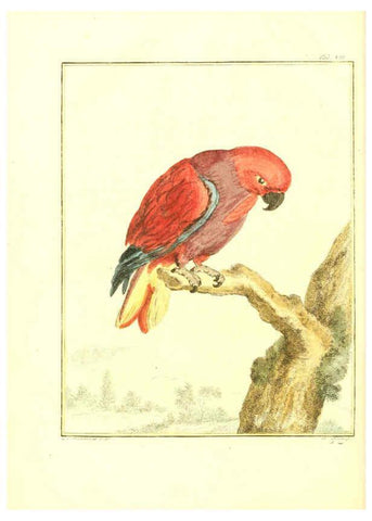 Reproducción/Reproduction 6056169375: Natuurkundige beschryving eener uitmuntende verzameling van zeldsaame gedierten Te Amsterdam :By J.B. Elwe,1804