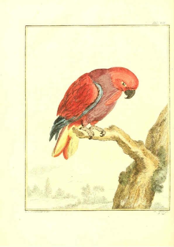 Reproducción/Reproduction 6056169375: Natuurkundige beschryving eener uitmuntende verzameling van zeldsaame gedierten Te Amsterdam :By J.B. Elwe,1804