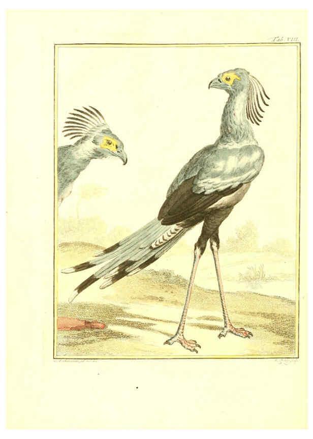 Reproducción/Reproduction 6056717994: Natuurkundige beschryving eener uitmuntende verzameling van zeldsaame gedierten Te Amsterdam :By J.B. Elwe,1804