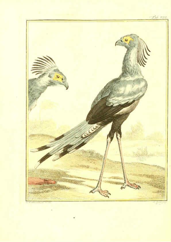 Reproducción/Reproduction 6056717994: Natuurkundige beschryving eener uitmuntende verzameling van zeldsaame gedierten Te Amsterdam :By J.B. Elwe,1804