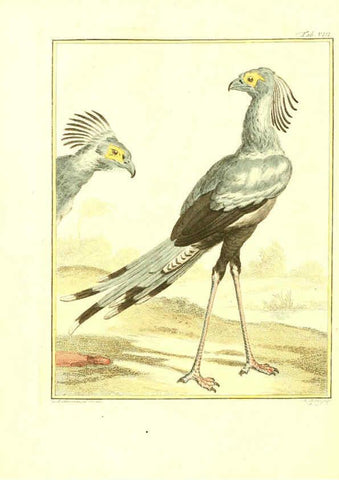 Reproducción/Reproduction 6056717994: Natuurkundige beschryving eener uitmuntende verzameling van zeldsaame gedierten Te Amsterdam :By J.B. Elwe,1804