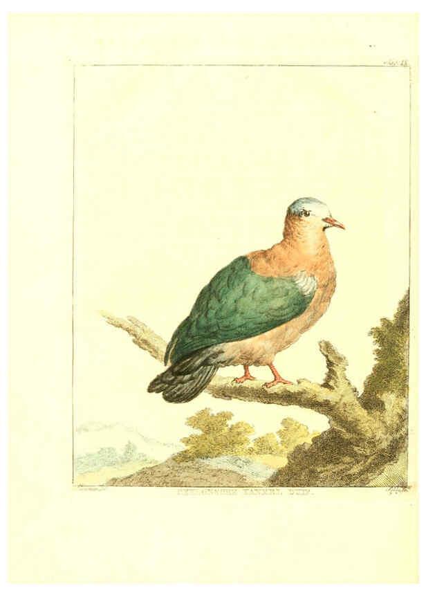 Reproducción/Reproduction 6056170249: Natuurkundige beschryving eener uitmuntende verzameling van zeldsaame gedierten Te Amsterdam :By J.B. Elwe,1804