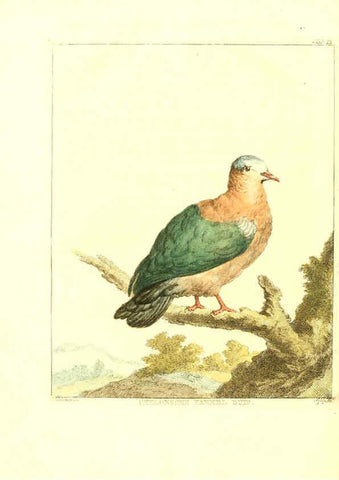 Reproducción/Reproduction 6056170249: Natuurkundige beschryving eener uitmuntende verzameling van zeldsaame gedierten Te Amsterdam :By J.B. Elwe,1804