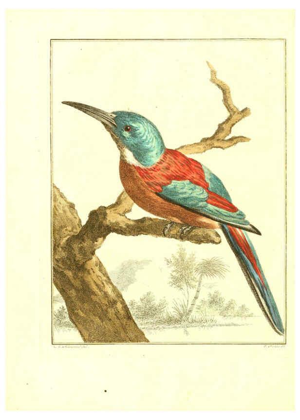 Reproducción/Reproduction 6056715944: Natuurkundige beschryving eener uitmuntende verzameling van zeldsaame gedierten Te Amsterdam :By J.B. Elwe,1804