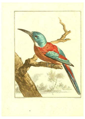 Reproducción/Reproduction 6056715944: Natuurkundige beschryving eener uitmuntende verzameling van zeldsaame gedierten Te Amsterdam :By J.B. Elwe,1804