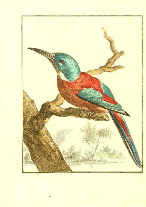 Reproducción/Reproduction 6056715944: Natuurkundige beschryving eener uitmuntende verzameling van zeldsaame gedierten Te Amsterdam :By J.B. Elwe,1804