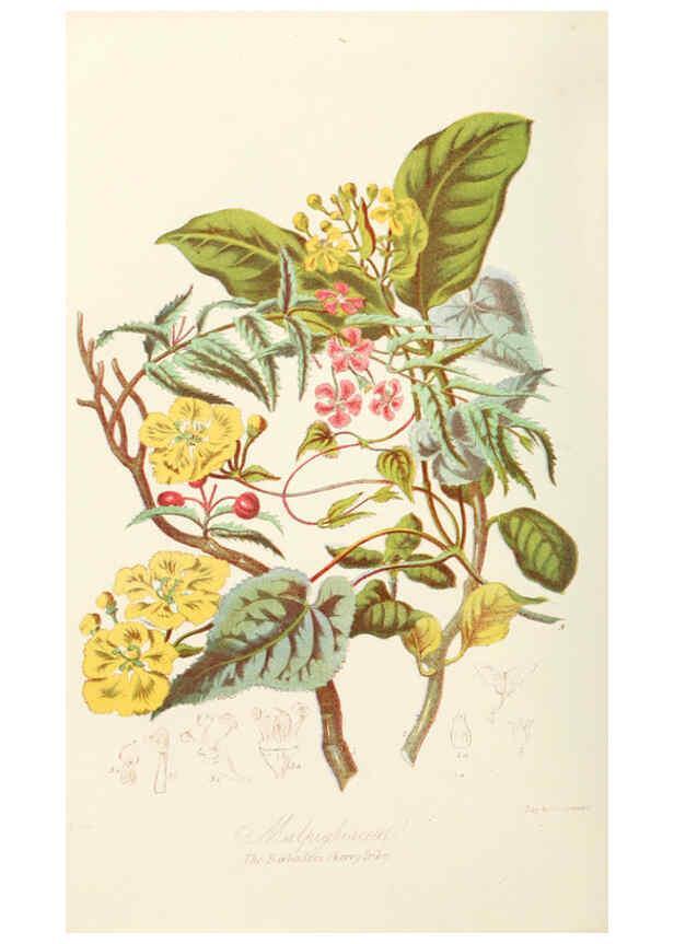 Reproducción/Reproduction 6058484621: Illustrations of the natural orders of plants with groups and descriptions. v.1 London :Sampson Low, Son, and Marston,1868