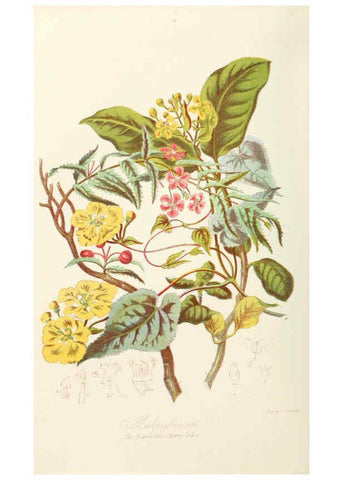 Reproducción/Reproduction 6058484621: Illustrations of the natural orders of plants with groups and descriptions. v.1 London :Sampson Low, Son, and Marston,1868