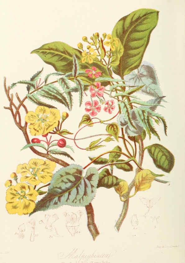 Reproducción/Reproduction 6058484621: Illustrations of the natural orders of plants with groups and descriptions. v.1 London :Sampson Low, Son, and Marston,1868