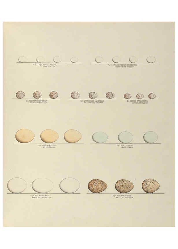 Reproducción/Reproduction 6058946958: Illustrations of the nests and eggs of birds of Ohio. v.2 Circleville, Ohio, U.S.A. :[s.n.],1886 