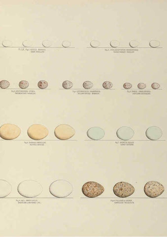 Reproducción/Reproduction 6058946958: Illustrations of the nests and eggs of birds of Ohio. v.2 Circleville, Ohio, U.S.A. :[s.n.],1886 