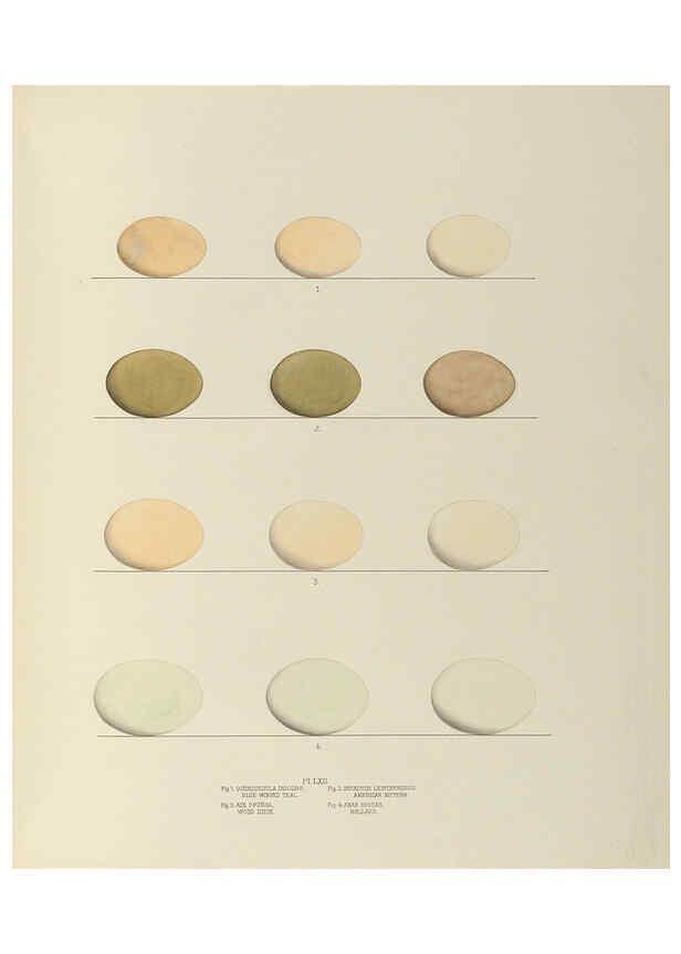 Reproducción/Reproduction 6058399513: Illustrations of the nests and eggs of birds of Ohio. v.2 Circleville, Ohio, U.S.A. :[s.n.],1886 