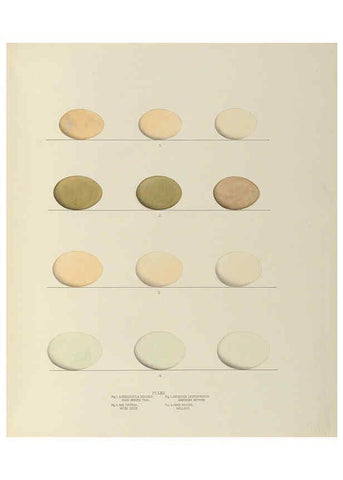 Reproducción/Reproduction 6058399513: Illustrations of the nests and eggs of birds of Ohio. v.2 Circleville, Ohio, U.S.A. :[s.n.],1886 