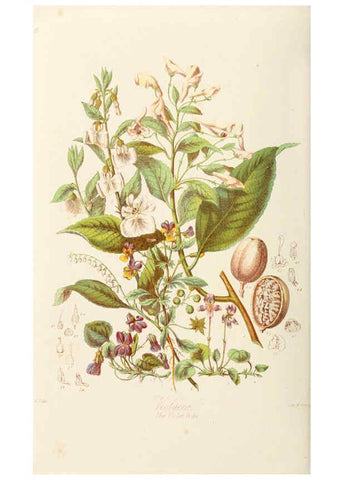 Reproducción/Reproduction 6059029206: Illustrations of the natural orders of plants with groups and descriptions. v.1 London :Sampson Low, Son, and Marston,1868