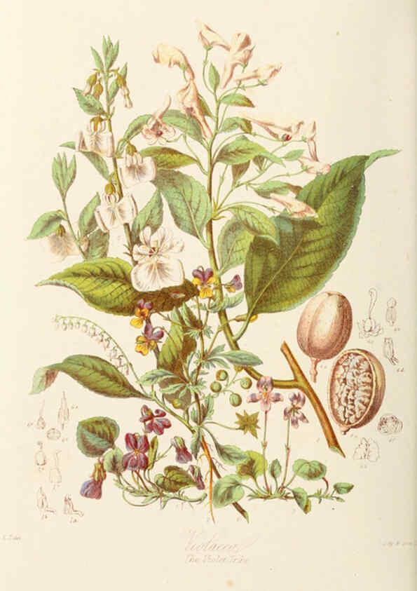 Reproducción/Reproduction 6059029206: Illustrations of the natural orders of plants with groups and descriptions. v.1 London :Sampson Low, Son, and Marston,1868