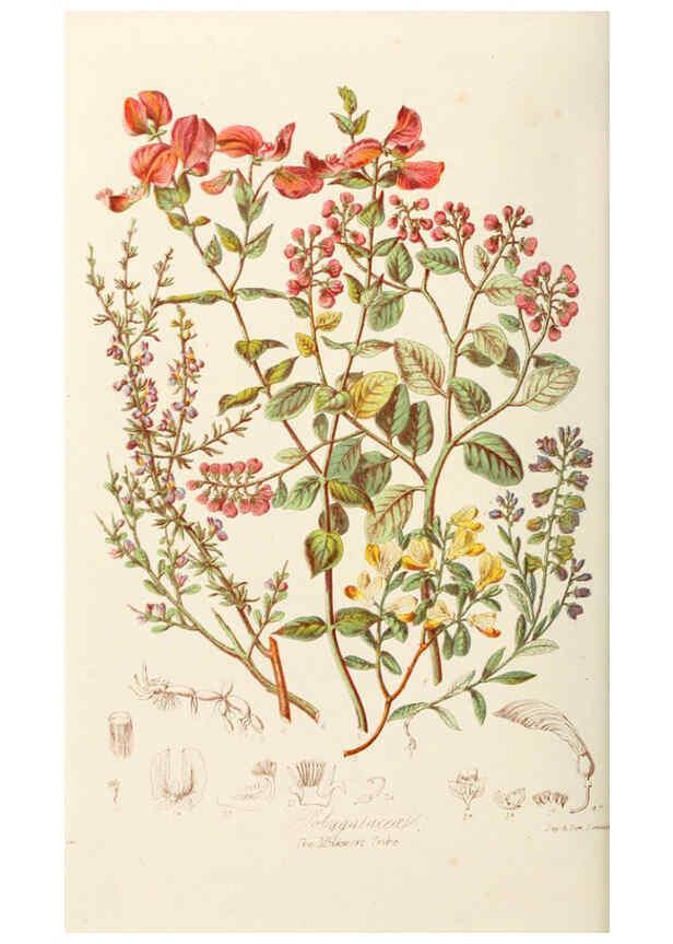 Reproducción/Reproduction 6058481467: Illustrations of the natural orders of plants with groups and descriptions. v.1 London :Sampson Low, Son, and Marston,1868
