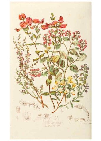 Reproducción/Reproduction 6058481467: Illustrations of the natural orders of plants with groups and descriptions. v.1 London :Sampson Low, Son, and Marston,1868