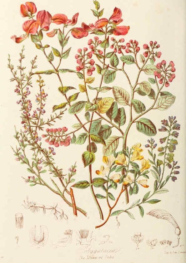 Reproducción/Reproduction 6058481467: Illustrations of the natural orders of plants with groups and descriptions. v.1 London :Sampson Low, Son, and Marston,1868