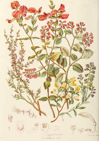 Reproducción/Reproduction 6058481467: Illustrations of the natural orders of plants with groups and descriptions. v.1 London :Sampson Low, Son, and Marston,1868