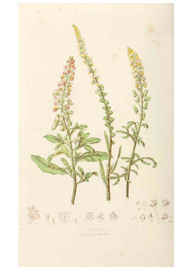 Reproducción/Reproduction 6059029686: Illustrations of the natural orders of plants with groups and descriptions. v.1 London :Sampson Low, Son, and Marston,1868