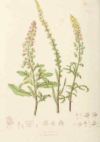 Reproducción/Reproduction 6059029686: Illustrations of the natural orders of plants with groups and descriptions. v.1 London :Sampson Low, Son, and Marston,1868