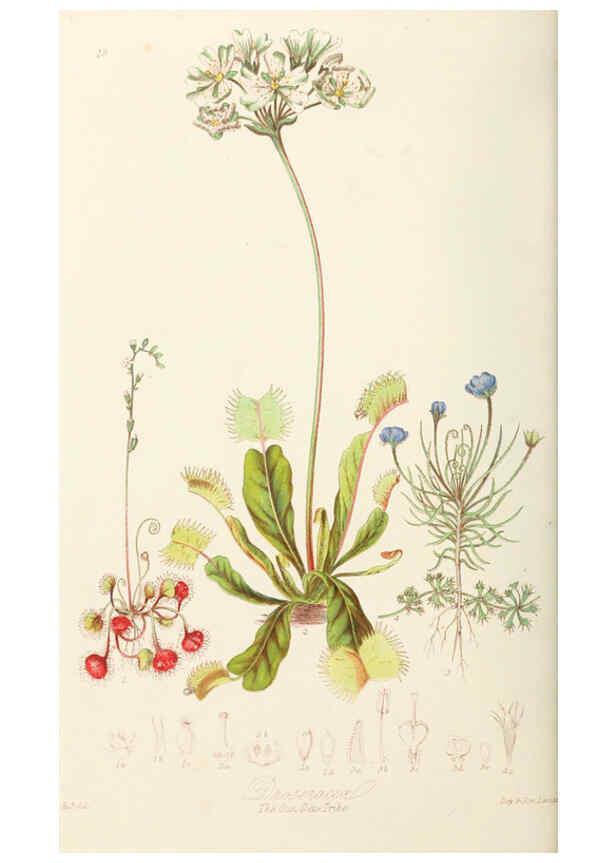 Reproducción/Reproduction 6058481933: Illustrations of the natural orders of plants with groups and descriptions. v.1 London :Sampson Low, Son, and Marston,1868