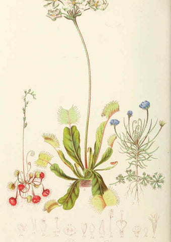 Reproducción/Reproduction 6058481933: Illustrations of the natural orders of plants with groups and descriptions. v.1 London :Sampson Low, Son, and Marston,1868
