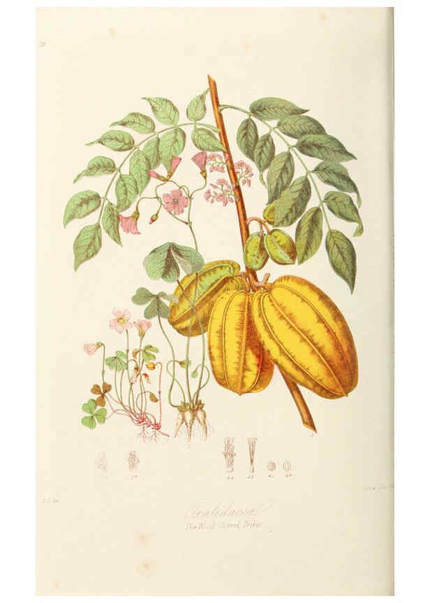 Reproducción/Reproduction 6058482091: Illustrations of the natural orders of plants with groups and descriptions. v.1 London :Sampson Low, Son, and Marston,1868