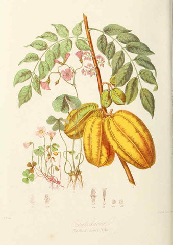 Reproducción/Reproduction 6058482091: Illustrations of the natural orders of plants with groups and descriptions. v.1 London :Sampson Low, Son, and Marston,1868