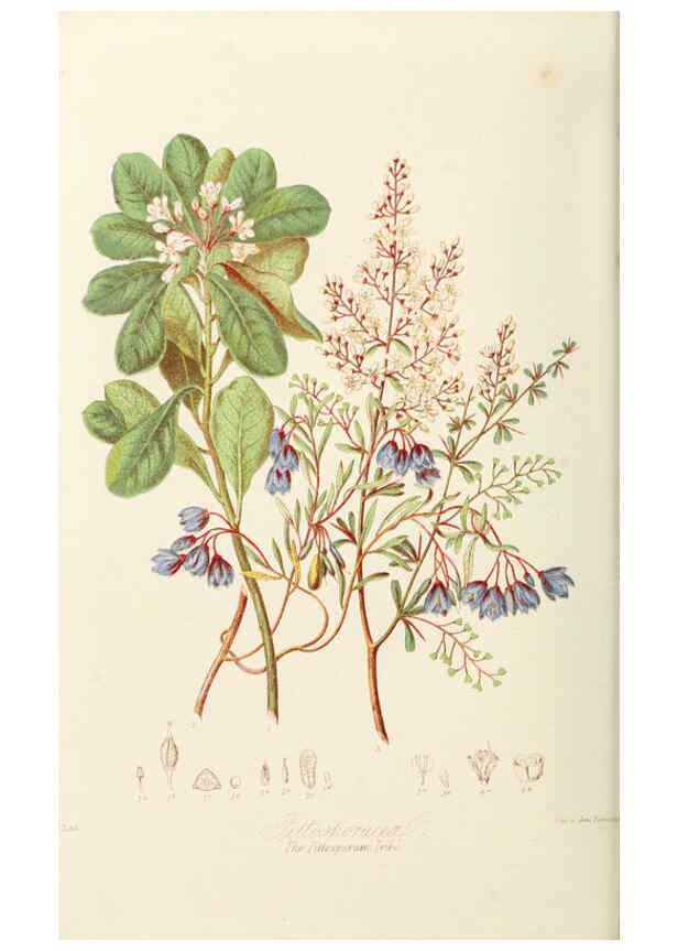 Reproducción/Reproduction 6058482267: Illustrations of the natural orders of plants with groups and descriptions. v.1 London :Sampson Low, Son, and Marston,1868