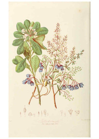 Reproducción/Reproduction 6058482267: Illustrations of the natural orders of plants with groups and descriptions. v.1 London :Sampson Low, Son, and Marston,1868