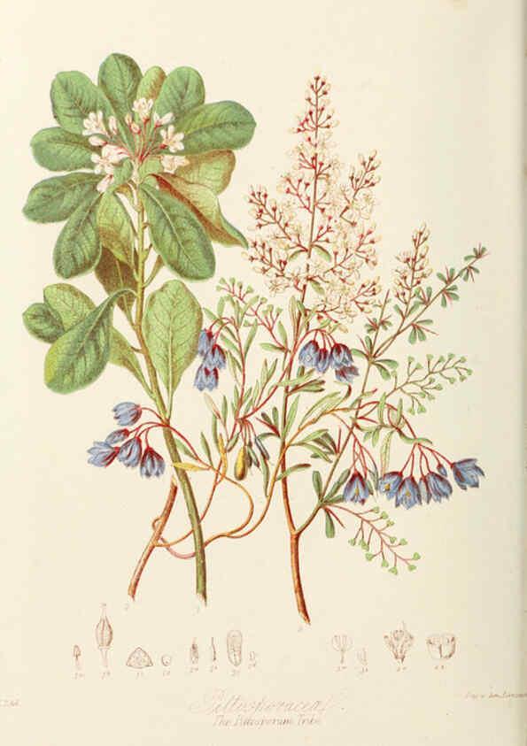 Reproducción/Reproduction 6058482267: Illustrations of the natural orders of plants with groups and descriptions. v.1 London :Sampson Low, Son, and Marston,1868