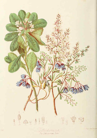 Reproducción/Reproduction 6058482267: Illustrations of the natural orders of plants with groups and descriptions. v.1 London :Sampson Low, Son, and Marston,1868