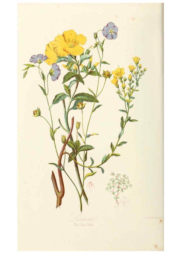 Reproducción/Reproduction 6058482513: Illustrations of the natural orders of plants with groups and descriptions. v.1 London :Sampson Low, Son, and Marston,1868