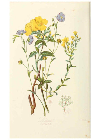 Reproducción/Reproduction 6058482513: Illustrations of the natural orders of plants with groups and descriptions. v.1 London :Sampson Low, Son, and Marston,1868