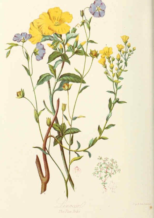 Reproducción/Reproduction 6058482513: Illustrations of the natural orders of plants with groups and descriptions. v.1 London :Sampson Low, Son, and Marston,1868