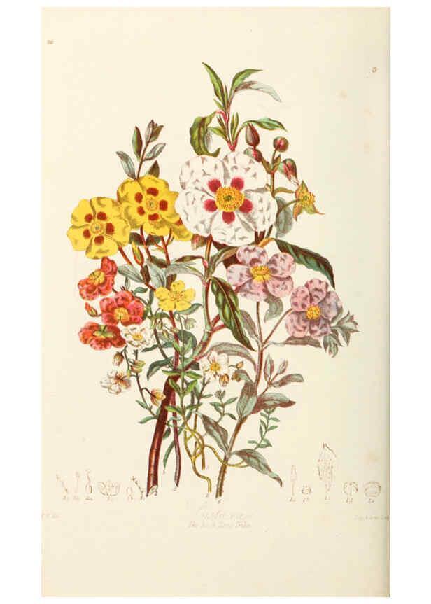 Reproducción/Reproduction 6058482683: Illustrations of the natural orders of plants with groups and descriptions. v.1 London :Sampson Low, Son, and Marston,1868