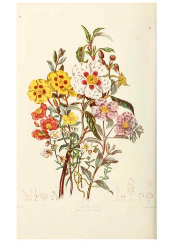 Reproducción/Reproduction 6058482683: Illustrations of the natural orders of plants with groups and descriptions. v.1 London :Sampson Low, Son, and Marston,1868
