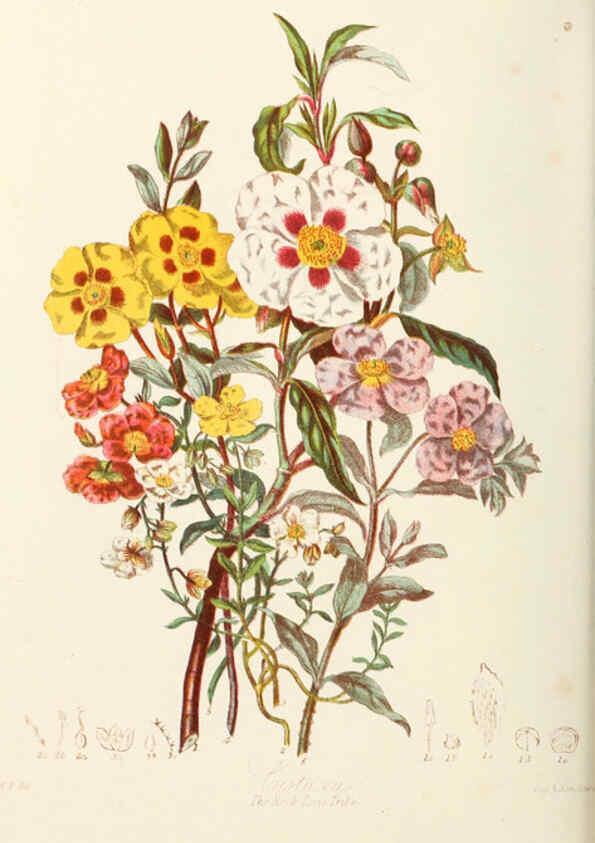 Reproducción/Reproduction 6058482683: Illustrations of the natural orders of plants with groups and descriptions. v.1 London :Sampson Low, Son, and Marston,1868