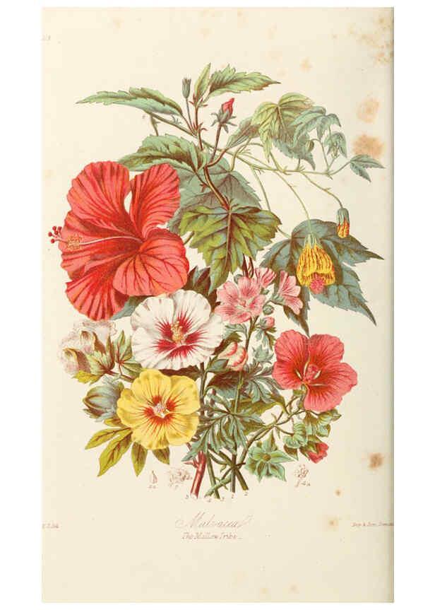Reproducción/Reproduction 6058482877: Illustrations of the natural orders of plants with groups and descriptions. v.1 London :Sampson Low, Son, and Marston,1868