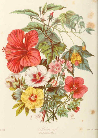 Reproducción/Reproduction 6058482877: Illustrations of the natural orders of plants with groups and descriptions. v.1 London :Sampson Low, Son, and Marston,1868