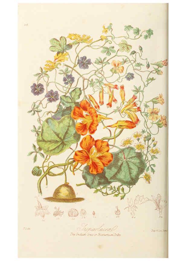 Reproducción/Reproduction 6059031000: Illustrations of the natural orders of plants with groups and descriptions. v.1 London :Sampson Low, Son, and Marston,1868